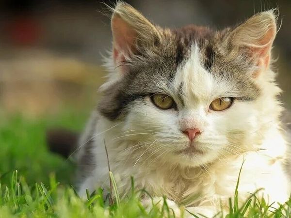 猫粮和冻干不能混喂，为什么还有猫粮冻干混合粮？什么是冻干猫粮？冻干猫粮真能补充营养吗？猫粮哪个牌子安全又便宜？冻干猫粮推荐