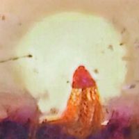 带给我童年阴影的“罩纱女人”却忍不住一遍遍翻看