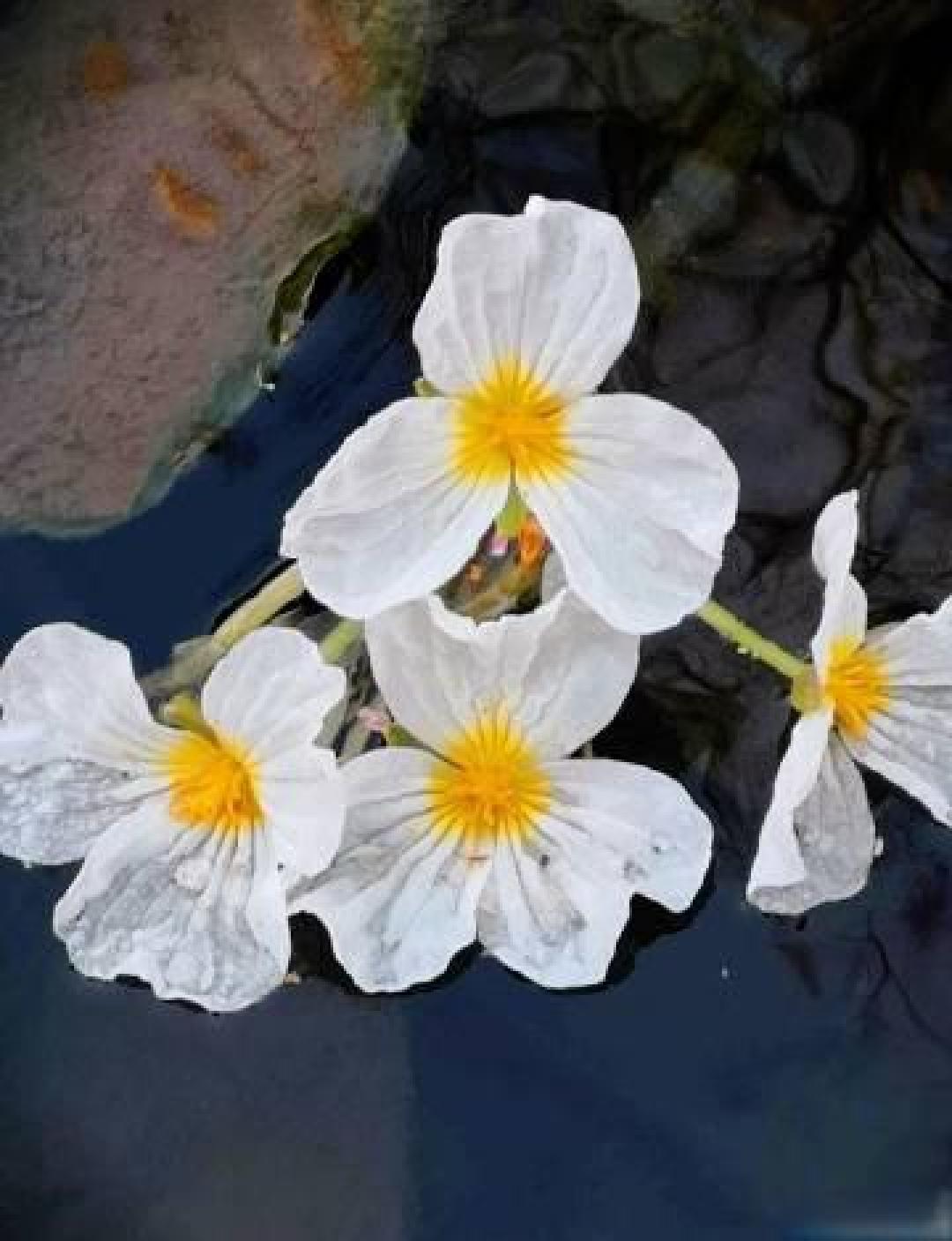 “水性杨花”菜名引争议,它其实是“水质试金石”海菜花