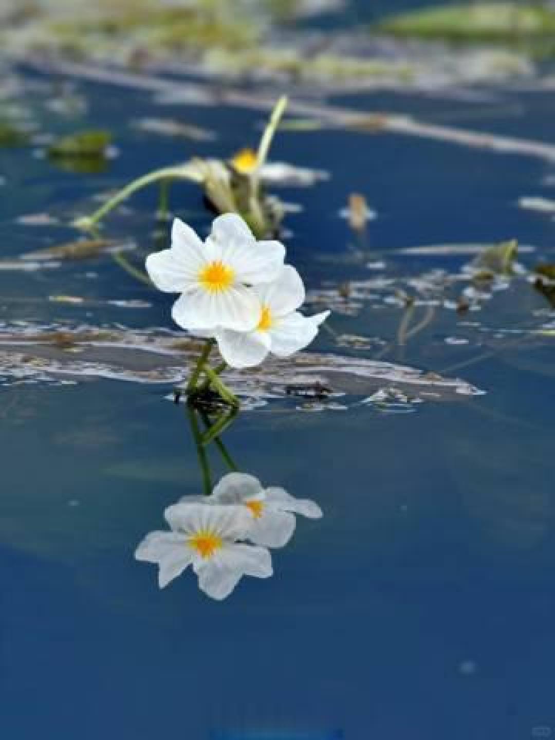 “水性杨花”菜名引争议,它其实是“水质试金石”海菜花