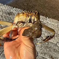 大闸蟹在欧美泛滥成灾 为何他们从来不吃：原因就这三个！