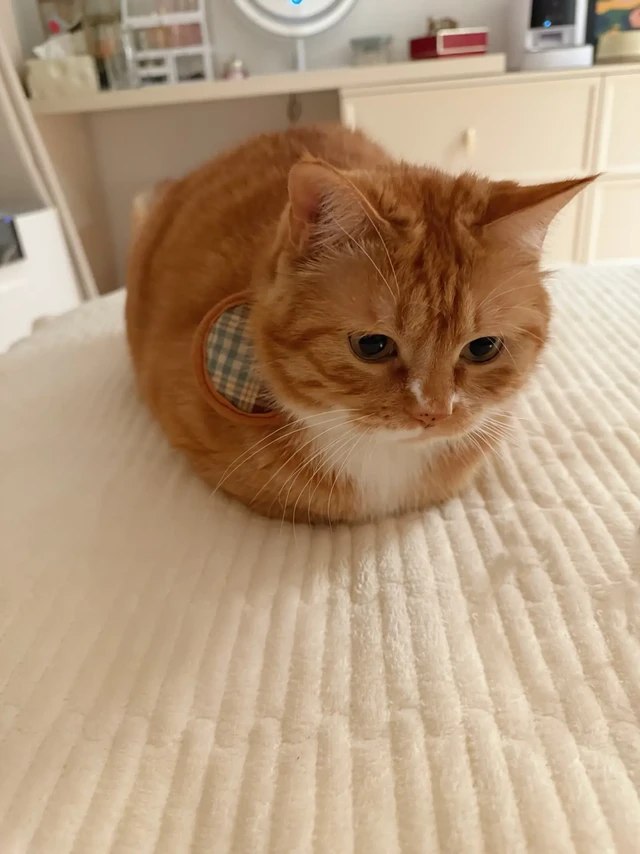 在下猫猫虫！