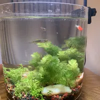 火山石生态缸 vs 水草泥生态缸？我们汇总了87位用户真实体验，答案揭晓