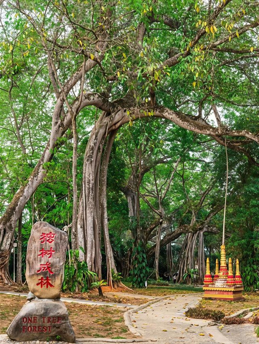 西双版纳自由行攻略:从雨林徒步到傣寨风情,看这篇就够