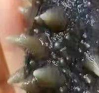 辽宁大连即食海参，500g顺丰包邮，送礼超有面！