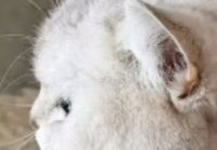 小耳朵星人必藏：舒适度满分的无线耳机品牌推荐