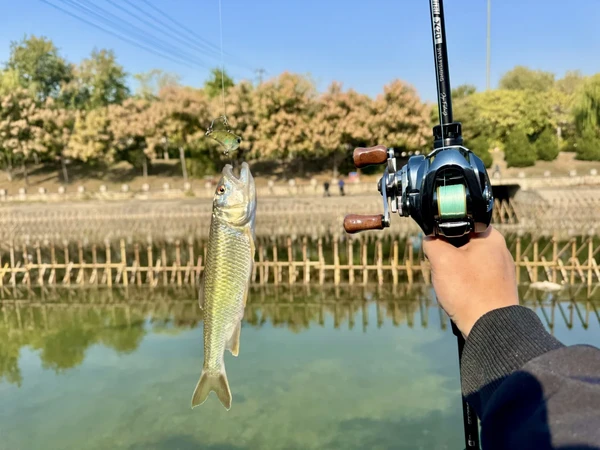 清河肖家河桥20+马口