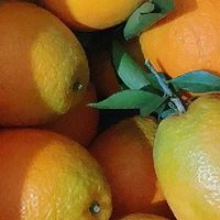 秋冬季节专属美味水果，赣南脐橙上市啦！香甜多汁我最爱