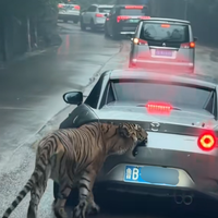 女子自驾进猛兽区被老虎咬掉车漆 本人回应：车上没有食物