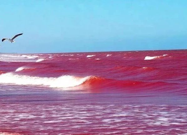 洋河的海之蓝，红了