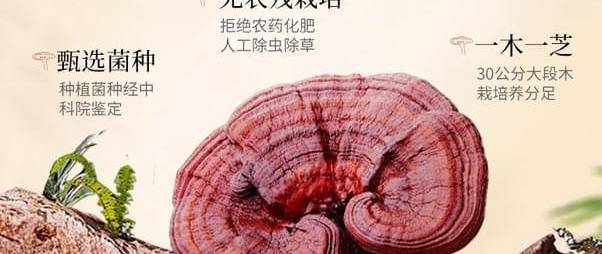 2025破壁灵芝孢子粉品牌排行榜：谁是破壁灵芝孢子粉的“真王者”