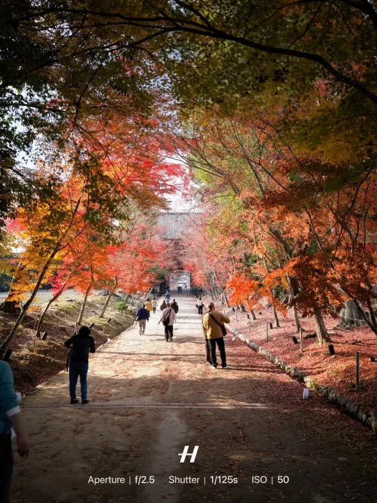 京都赏秋｜哈苏瞬间