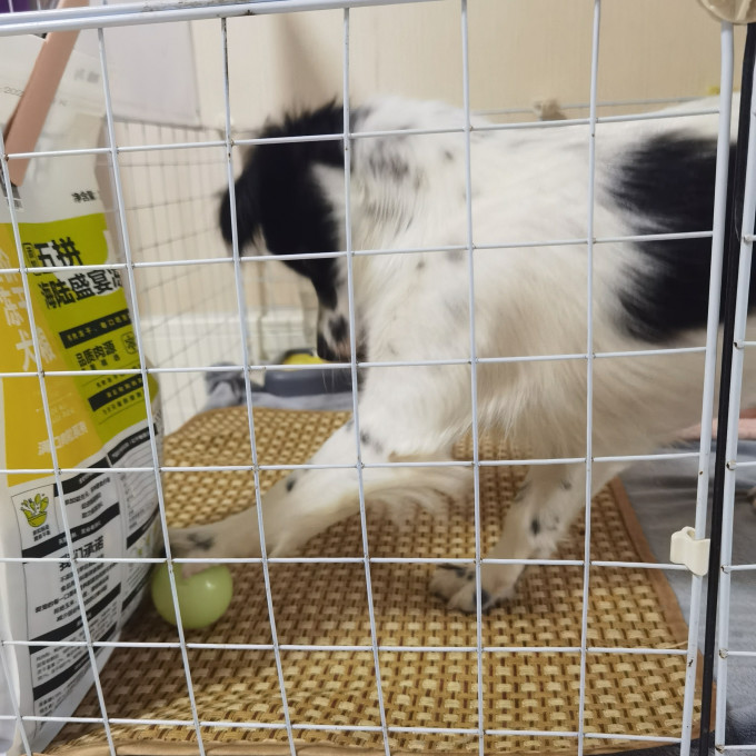 猫狗窝