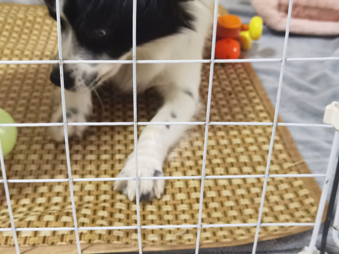 猫狗窝