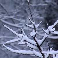 普通家庭自饮，哪个牌子的口粮茶实惠又好喝？