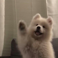 狗狗吃狗粮好还是吃饭好？哪个更有营养？