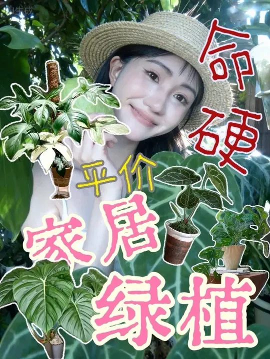 想养一颗命硬颜值高的ins风绿植提升家居氛围感？植物杀手也不需要操心就能养好它们！#室内绿植 #家居美学 #抖音好家大赏 #花卉绿植 #ins风绿植