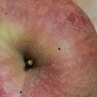 苹果营养：平凡中的坚实支撑
