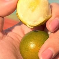 融安脆蜜金柑：甜度超20°的珍稀水果