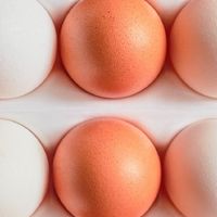 单价差十几倍，鸡蛋是越贵越好吗？