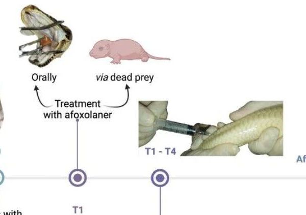 治疗蛇螨可以不用环境消杀？
