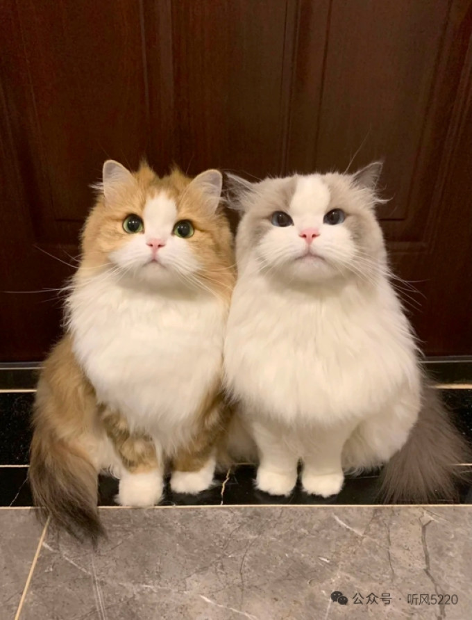 鲜朗猫粮