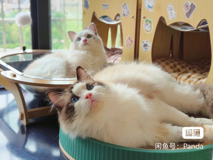 鲜朗猫粮