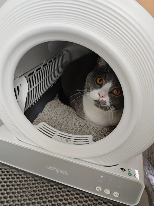奉劝正在纠结买自动猫砂盆的朋友们