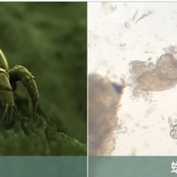 除螨仪十大排行榜除螨仪测评？2026口碑榜前十款除螨仪盘点！必看