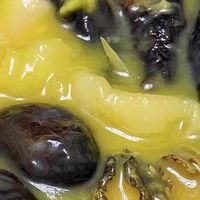 聚春园佛跳墙，滑完雪的治愈滋补盛宴