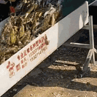 辽宁海边多人将整袋大米倒入海中“放生”｜大米找谁说理去