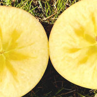 阿克苏苹果的冰糖心，其实是一种病？越“病”越好吃？