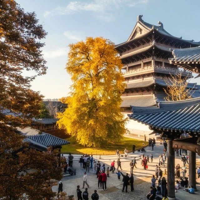濮院千年银杏 vs 当代首饰展？我们汇总了150+用户真实体验，答案在这
