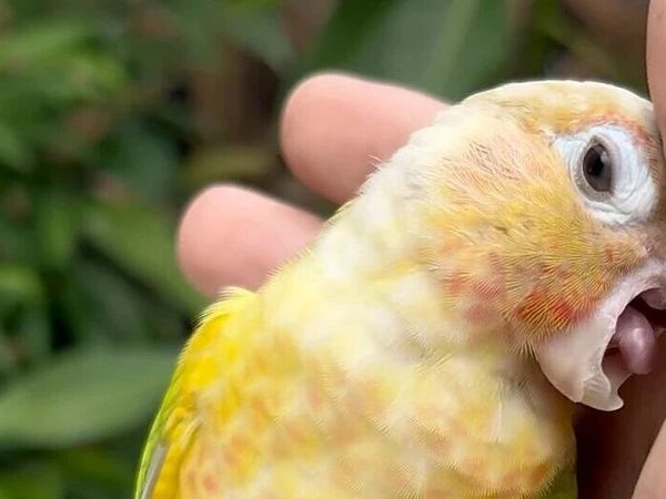 《鹦鹉的“社交人格”——它们也有“性格”和“人设”？》