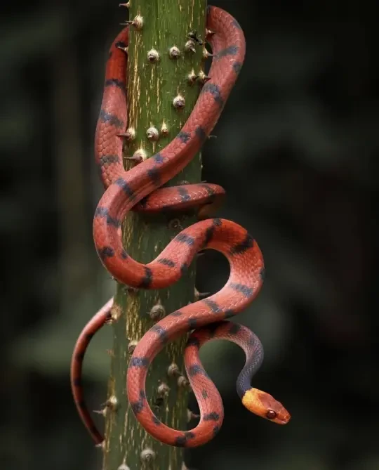 游走的红色藤蔓