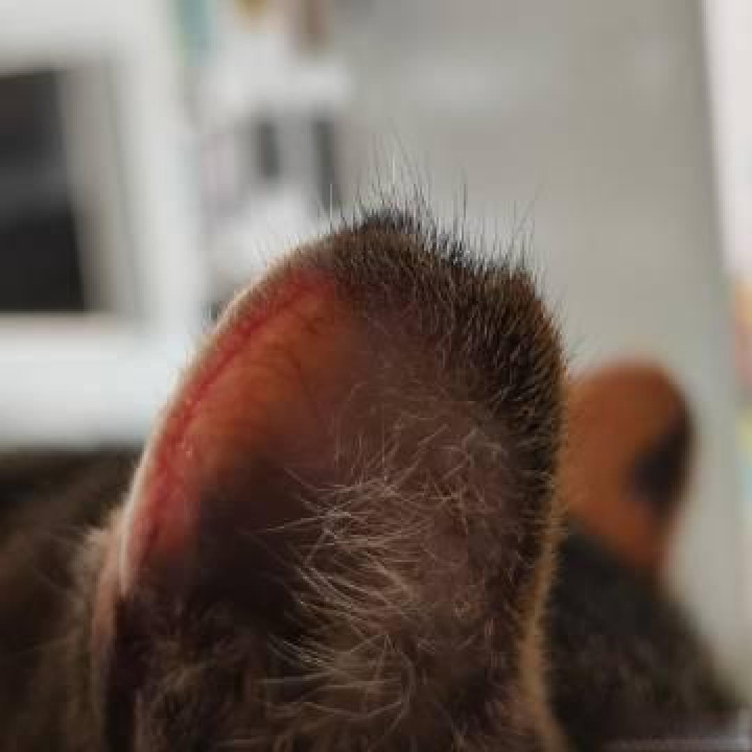 家猫出门玩耍被绝育:当善意救助遇上“识别难题”