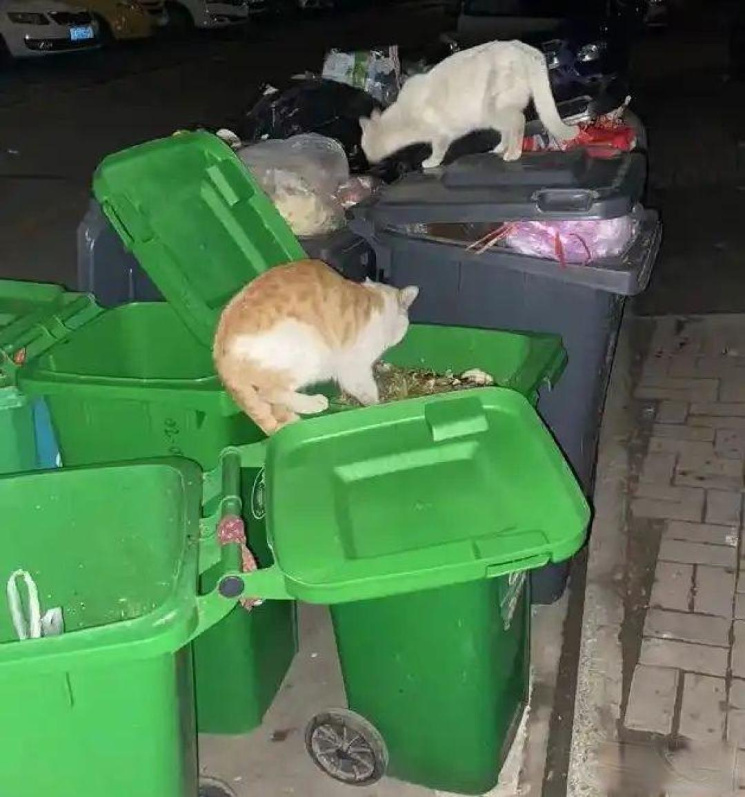 家猫出门玩耍被绝育:当善意救助遇上“识别难题”