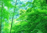 安全为基的安心：国内游的保障体系