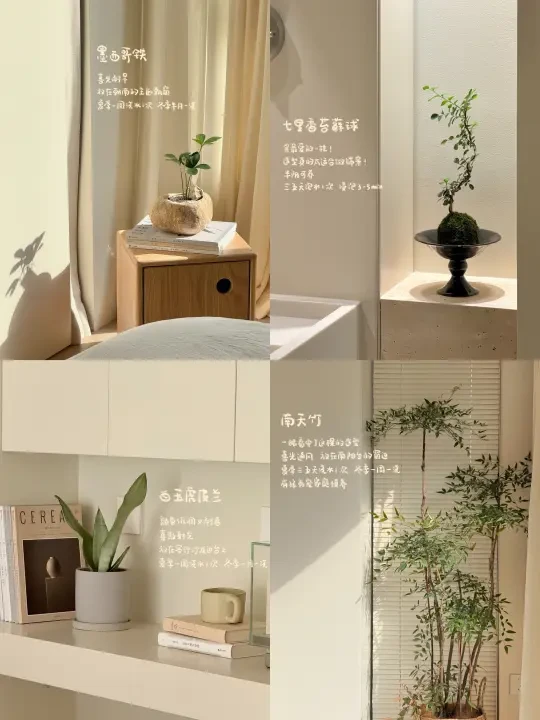 原来绿植真的可以点亮一个家🪴