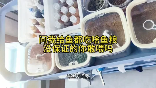 饲料当然完选适口性好，鱼儿好消化蛋白含量高的，注意分辨真假饲料#养鱼日记 #鱼饲料 #日清丸红饲料 #新手养鱼 #观赏鱼饲料