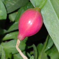 女子养5年的“昙花结果了”，犹如红宝石：晶莹剔透好美！
