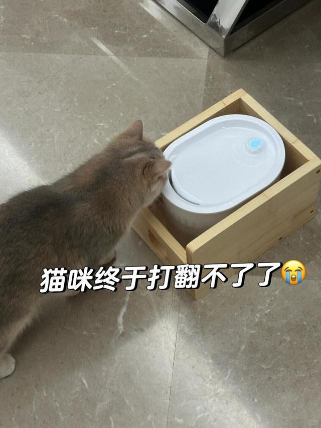 猫咪饮水机测评｜你的猫会把饮水机打翻吗🙄
