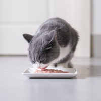 猫咪肠胃炎居家护理 vs 专业诊疗？68位铲屎官真实经验告诉你答案