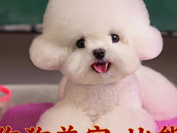 小体比熊美容