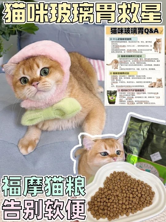 猫咪软便呕吐⁉️换福摩后我真香了✌️