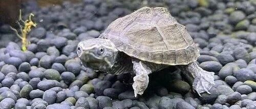 科学加温直接关系到成活率和生长健康