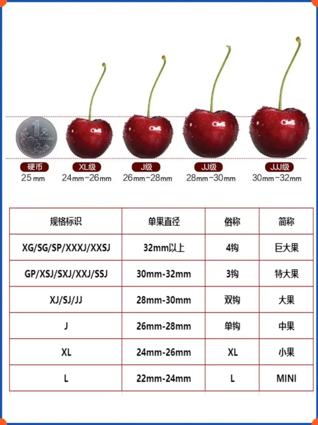 车厘子的单J双J是什么意思。J越多，车厘子的个头就越大，高性价比建议2J，味道好、品质优建议3-4J~来看看车厘子🍒的挑选及避坑
👇🏻👇🏻👇🏻
（一）果梗：果梗翠绿不易掉，柄和果实连接处没有皱褶。
（