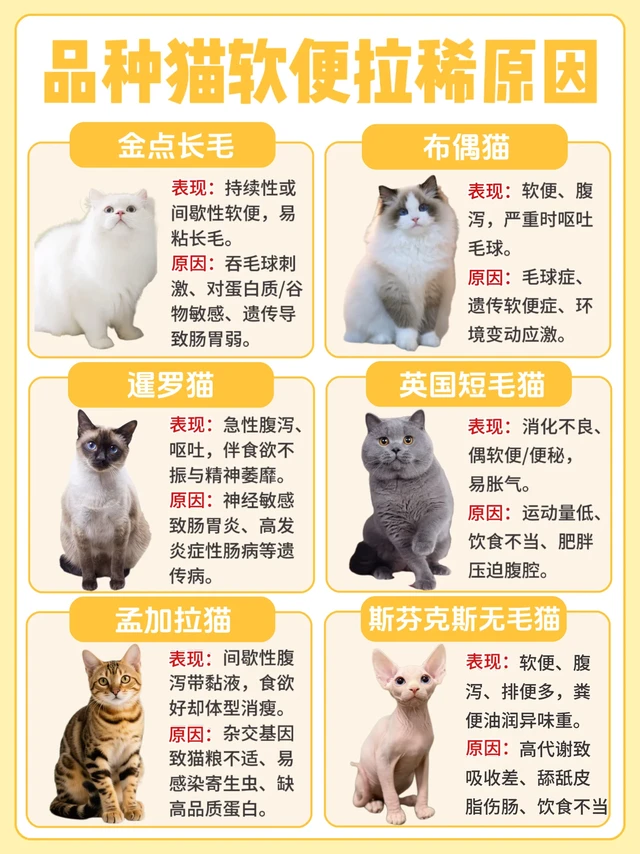 新手养猫必看|不同品种猫肠道亮红灯的表现
