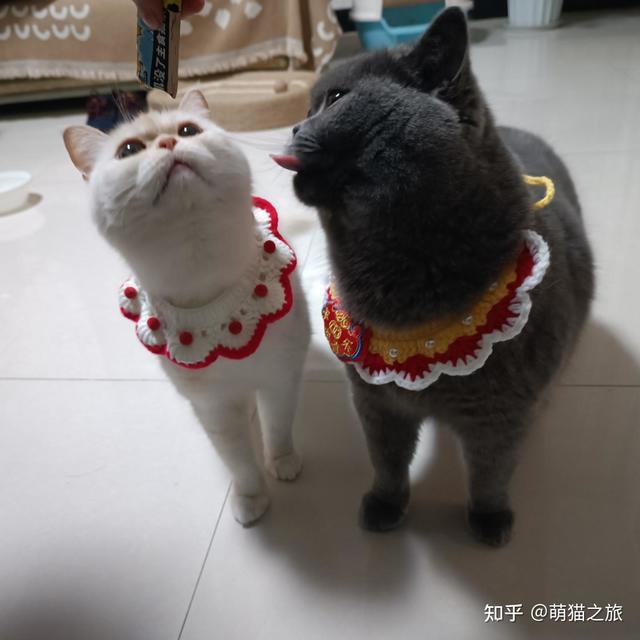 给猫穿衣服有什么好处和坏处？