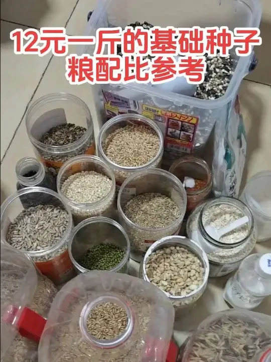 日常的鹦鹉种子粮配比参考#家有萌宠 #亲鸟喂养孵化繁殖产蛋鹦鹉#鹦鹉#凯克#手养鹦鹉
